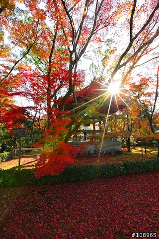 分享：關西～奈良，京都，大阪賞楓自由行（圖多）