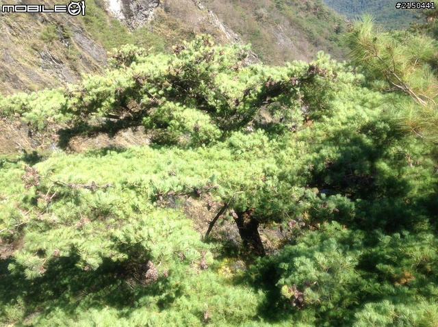 【中央山脈行】奧萬大.清境.福壽山.武陵.太魯閣.七星潭(2012.11.18~11.23)