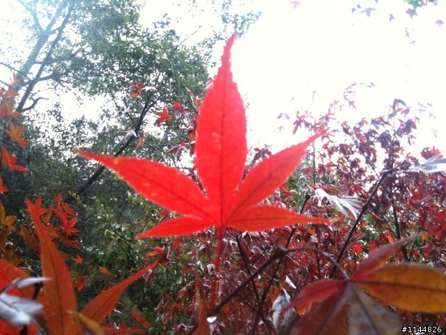 深秋露營地點請益(11/2更新為4天3夜'武陵+福壽山' 圖多)