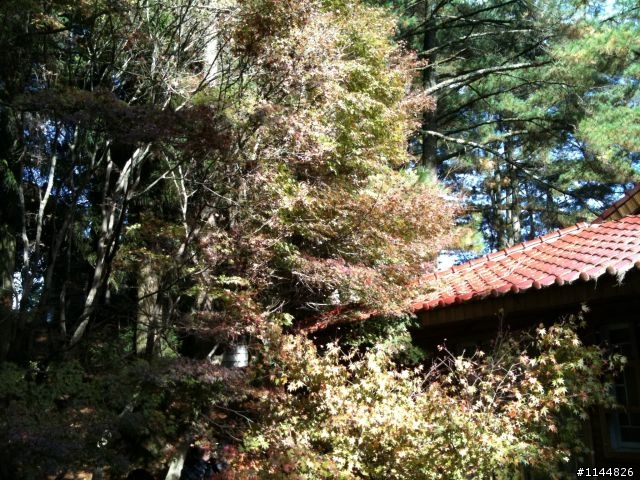 深秋露營地點請益(11/2更新為4天3夜'武陵+福壽山' 圖多)