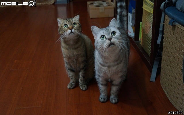 泡泡(貓)有多愛吃! 真的是丟光貓界的臉!!