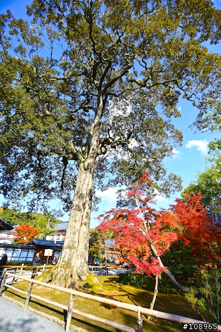 分享：關西～奈良，京都，大阪賞楓自由行（圖多）