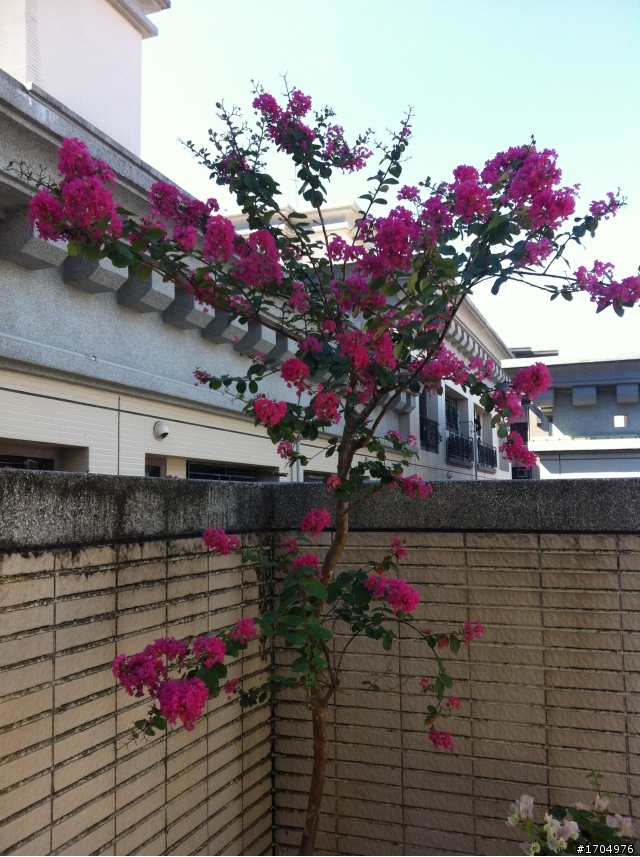 我的露台植栽小確幸開箱