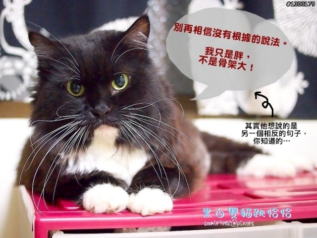 雙貓劇場