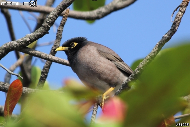 60D + 小小黑 淡水河畔打鳥