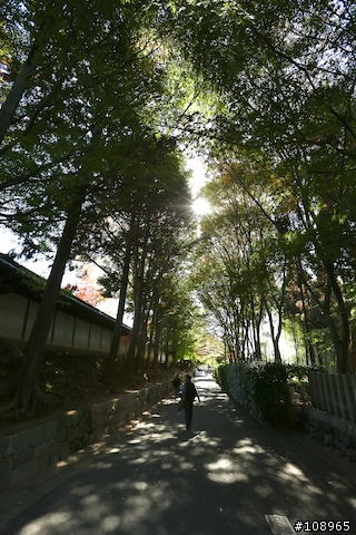 分享：關西～奈良，京都，大阪賞楓自由行（圖多）