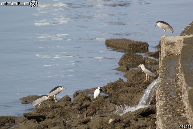 60D + 小小黑 淡水河畔打鳥