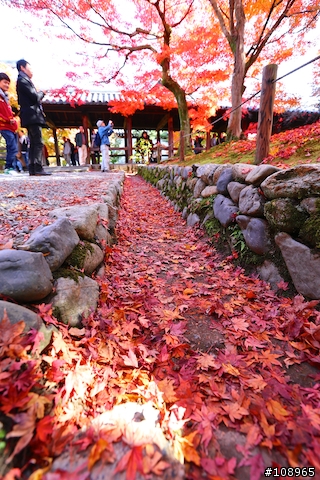 分享：關西～奈良，京都，大阪賞楓自由行（圖多）