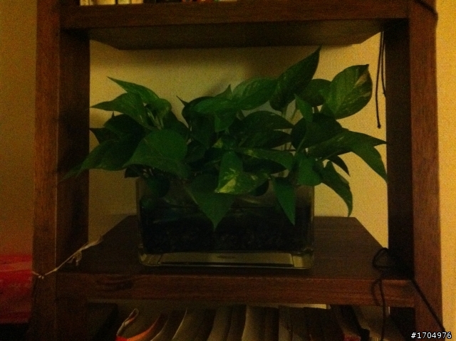 我的露台植栽小確幸開箱