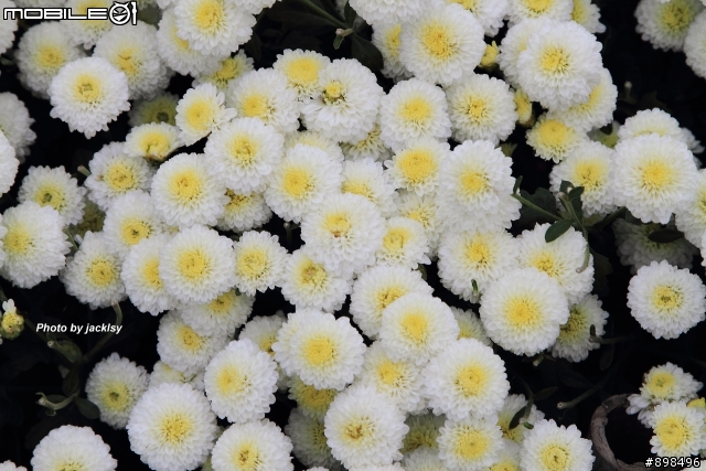 銅鑼杭菊