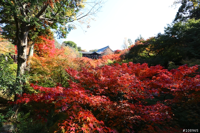 分享：關西～奈良，京都，大阪賞楓自由行（圖多）