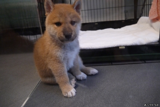 兩個月大柴犬認養  (已找到新主人~~謝謝)