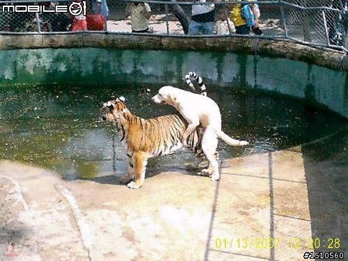 虎落平陽被犬騎