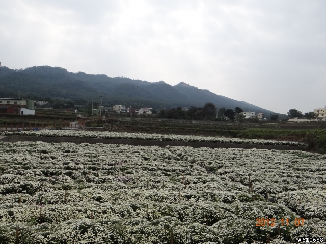 雙峰山前的杭菊