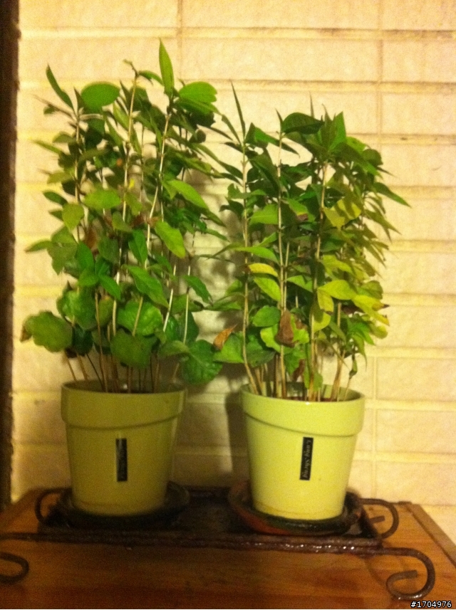 我的露台植栽小確幸開箱
