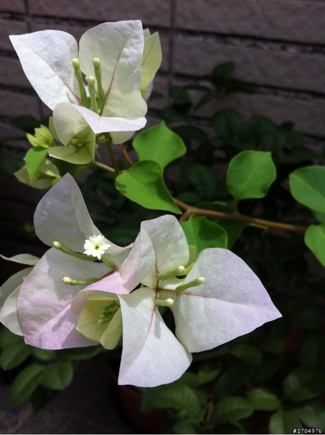 我的露台植栽小確幸開箱