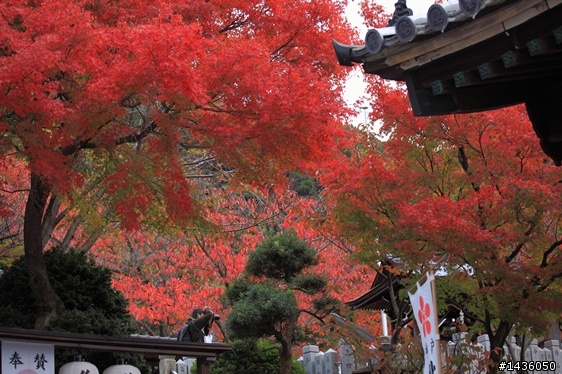 京阪神奈旅拍分享