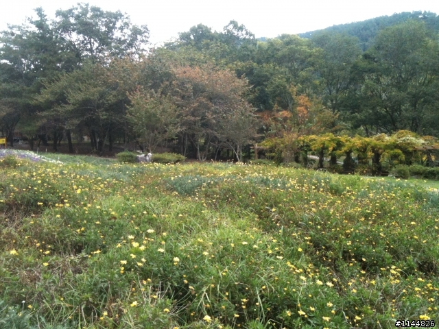 深秋露營地點請益(11/2更新為4天3夜'武陵+福壽山' 圖多)