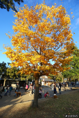 分享：關西～奈良，京都，大阪賞楓自由行（圖多）