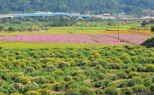 花季 . 田野畫布 * 2012 苗栗銅鑼杭菊花海