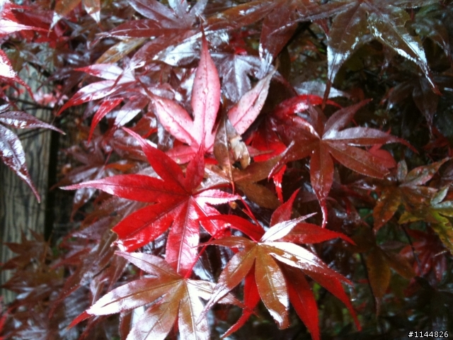 深秋露營地點請益(11/2更新為4天3夜'武陵+福壽山' 圖多)