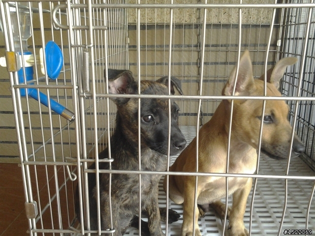 臺灣犬幼犬免費領養