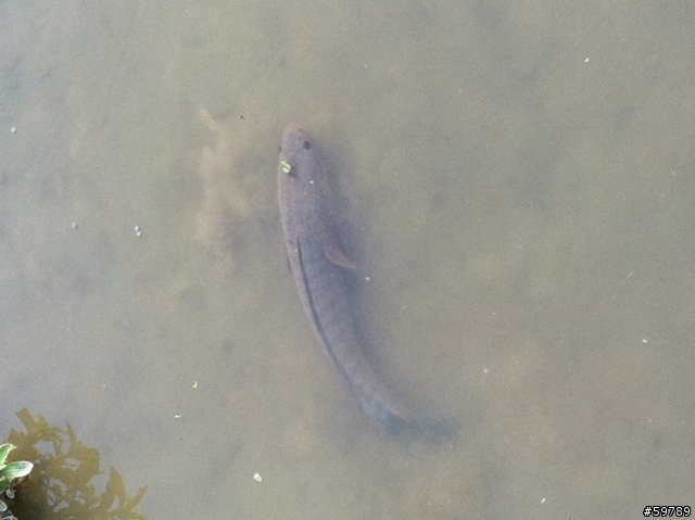 在八德碑塘生態公園看到不知名魚類