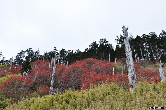 20121118~20 雪山東峰主峰~在半夜三更的黑森林hold不住了之旅~