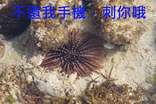 小琉球之旅 之快還老娘手機