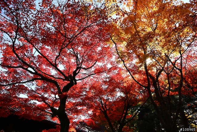 分享：關西～奈良，京都，大阪賞楓自由行（圖多）
