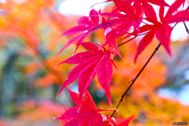 分享：關西～奈良，京都，大阪賞楓自由行（圖多）