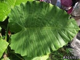 [請教] 山芋頭 與 姑婆芋 常常讓我傻傻分不清