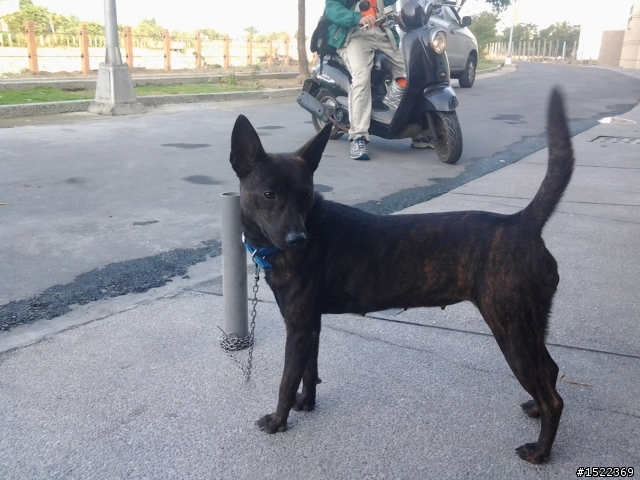 臺灣犬幼犬免費領養