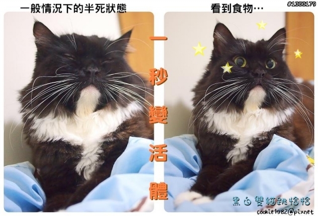 雙貓劇場
