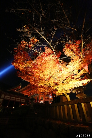 分享：關西～奈良，京都，大阪賞楓自由行（圖多）