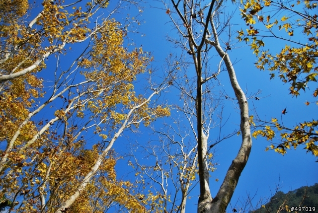 楓 の 影 * 南投埔里 . 楓林社區 ( 黃金楓 )