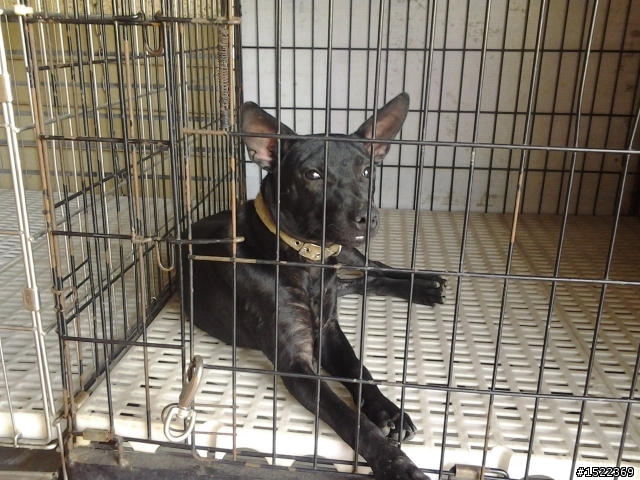 臺灣犬幼犬免費領養