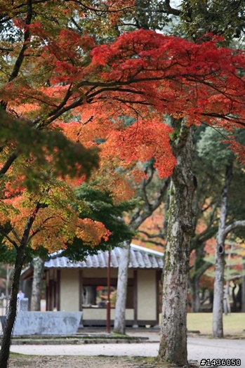 京阪神奈旅拍分享