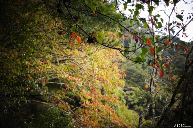 霞喀羅古道-清泉往石鹿登山口的高遶路線(1)及(2)合併圖