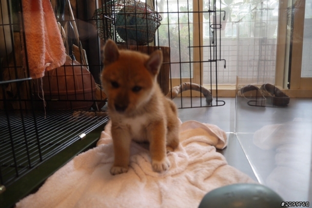 兩個月大柴犬認養  (已找到新主人~~謝謝)