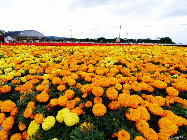 帶著G3，拜訪2012新社花海節