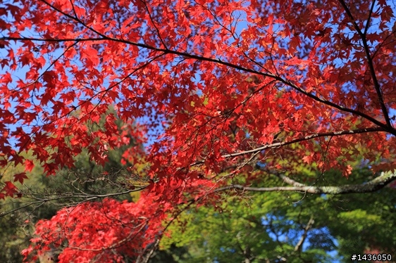 京阪神奈旅拍分享