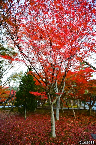 分享：關西～奈良，京都，大阪賞楓自由行（圖多）