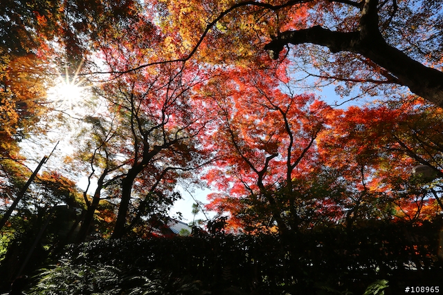 分享：關西～奈良，京都，大阪賞楓自由行（圖多）