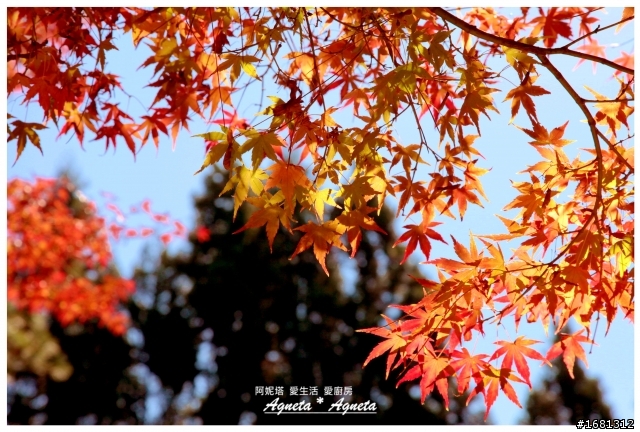 [秋的遊記] 福壽山農場，看楓紅和蘋果！(11/7拍攝)