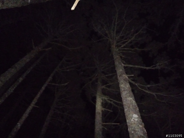 20121118~20 雪山東峰主峰~在半夜三更的黑森林hold不住了之旅~