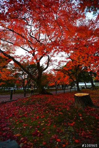 分享：關西～奈良，京都，大阪賞楓自由行（圖多）