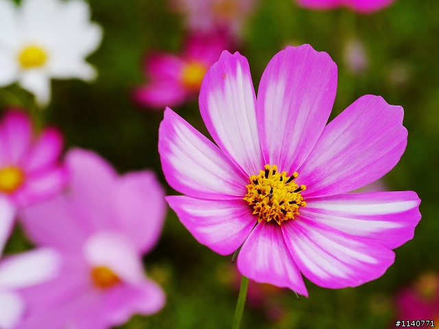 帶著G3，拜訪2012新社花海節