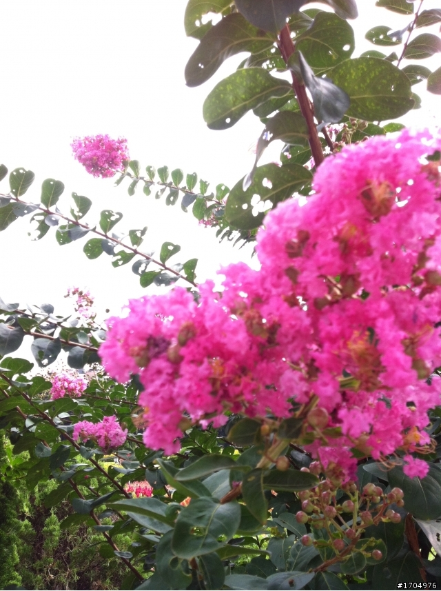 我的露台植栽小確幸開箱