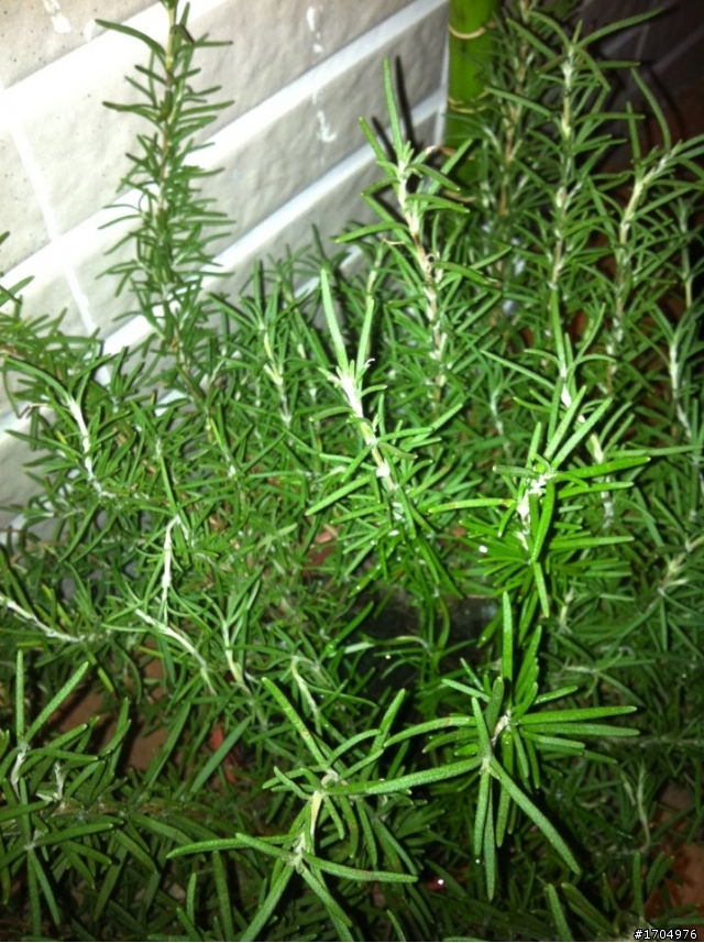 我的露台植栽小確幸開箱